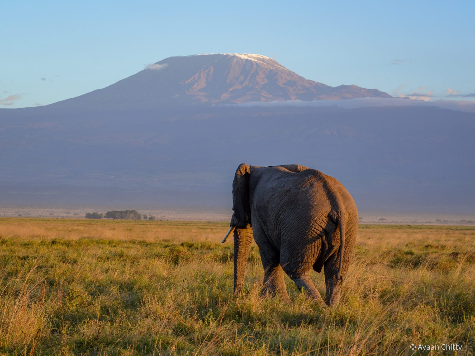 Amboseli & Kilimanjaro Views