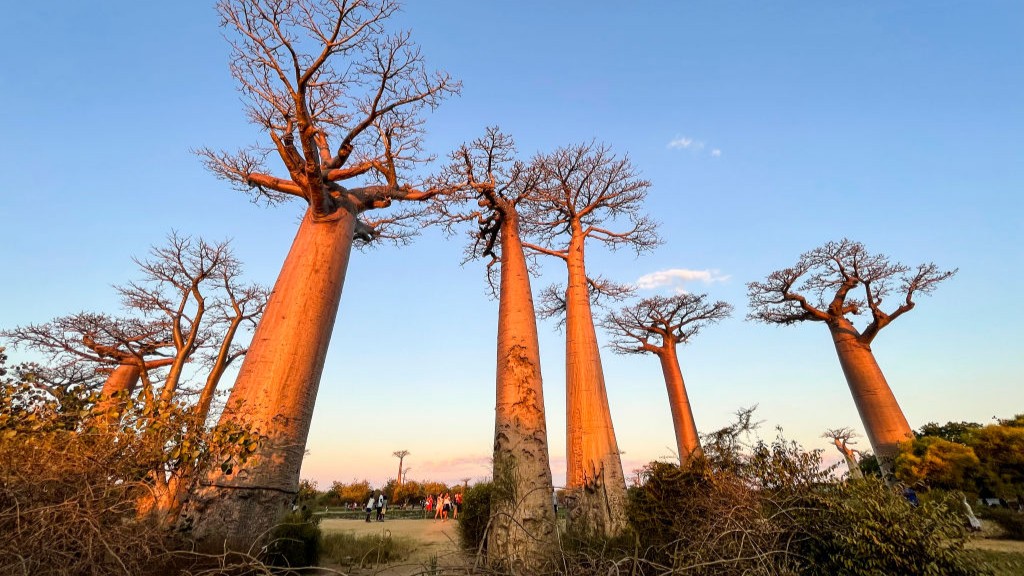 Avenue of the Baobabs
