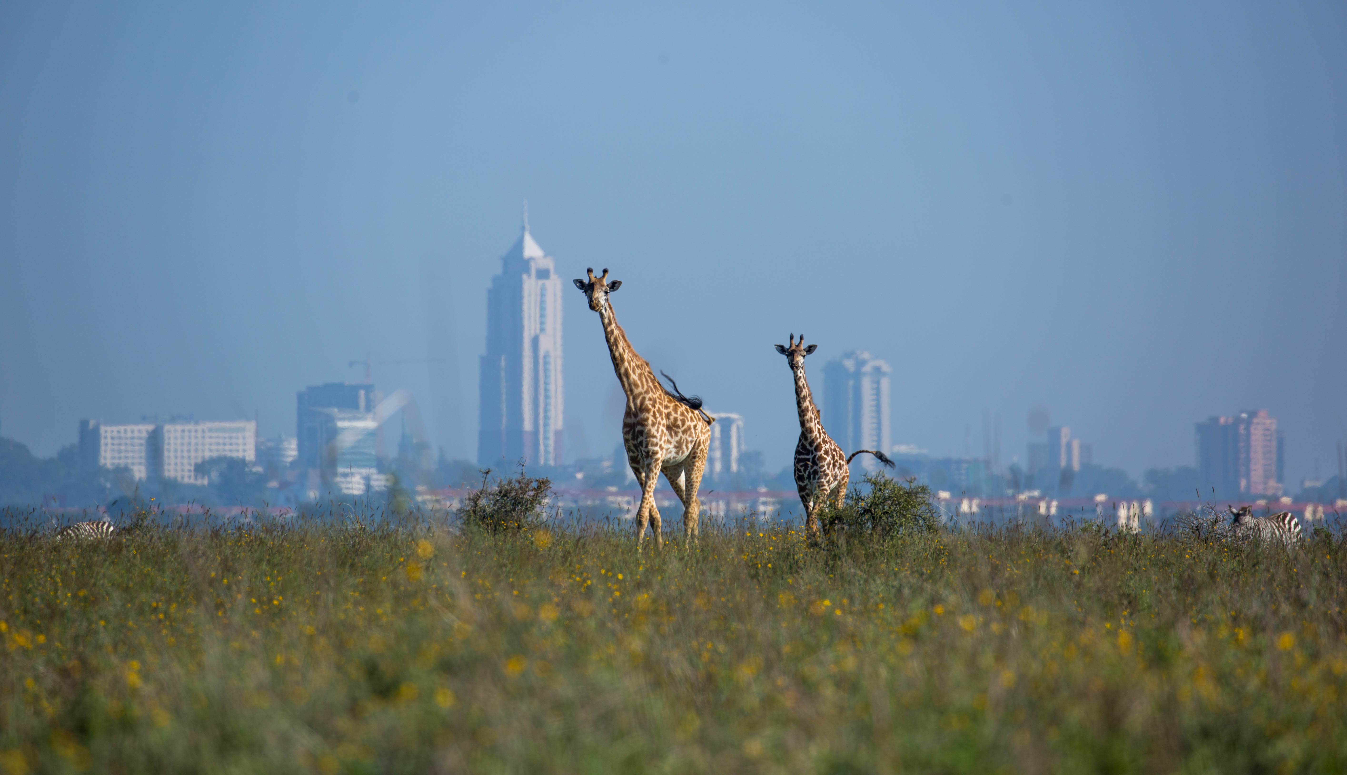 Nairobi & Urban Safari