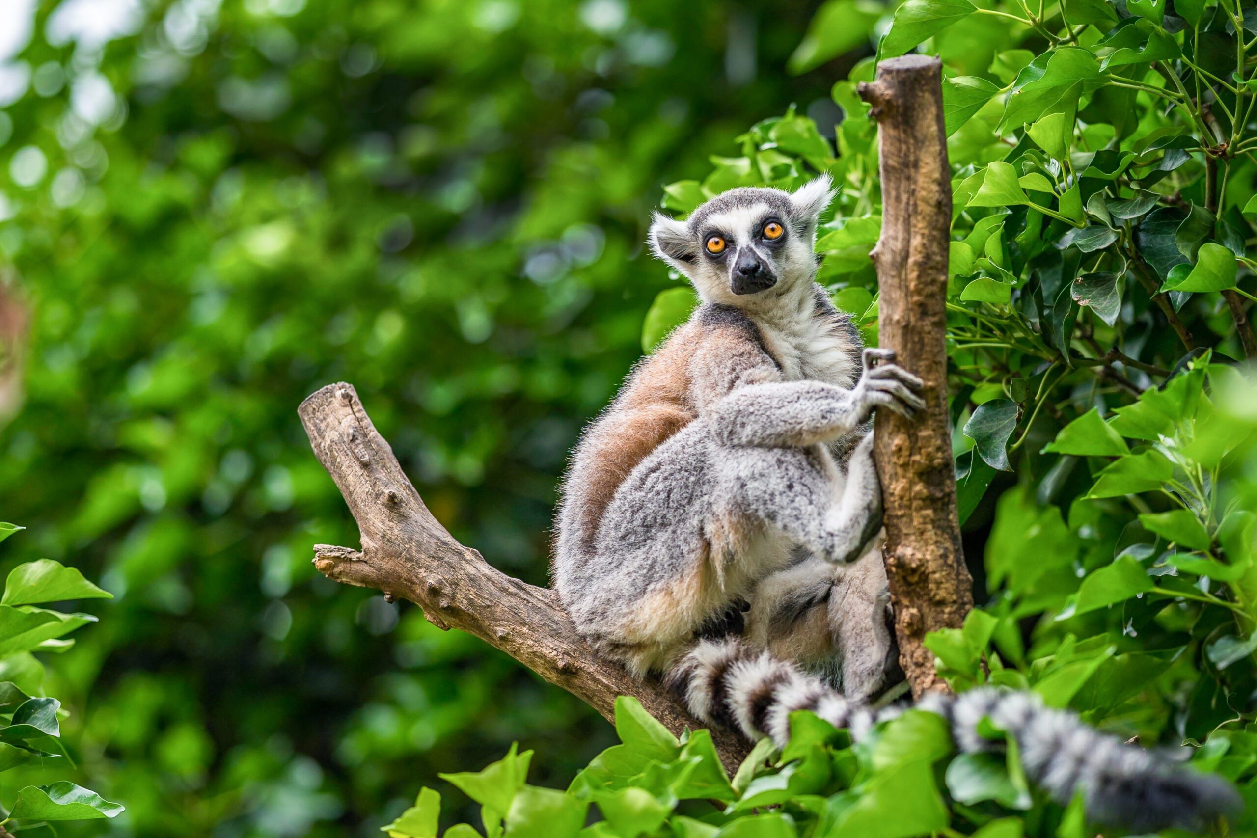 Rainforests & Lemur Reserves