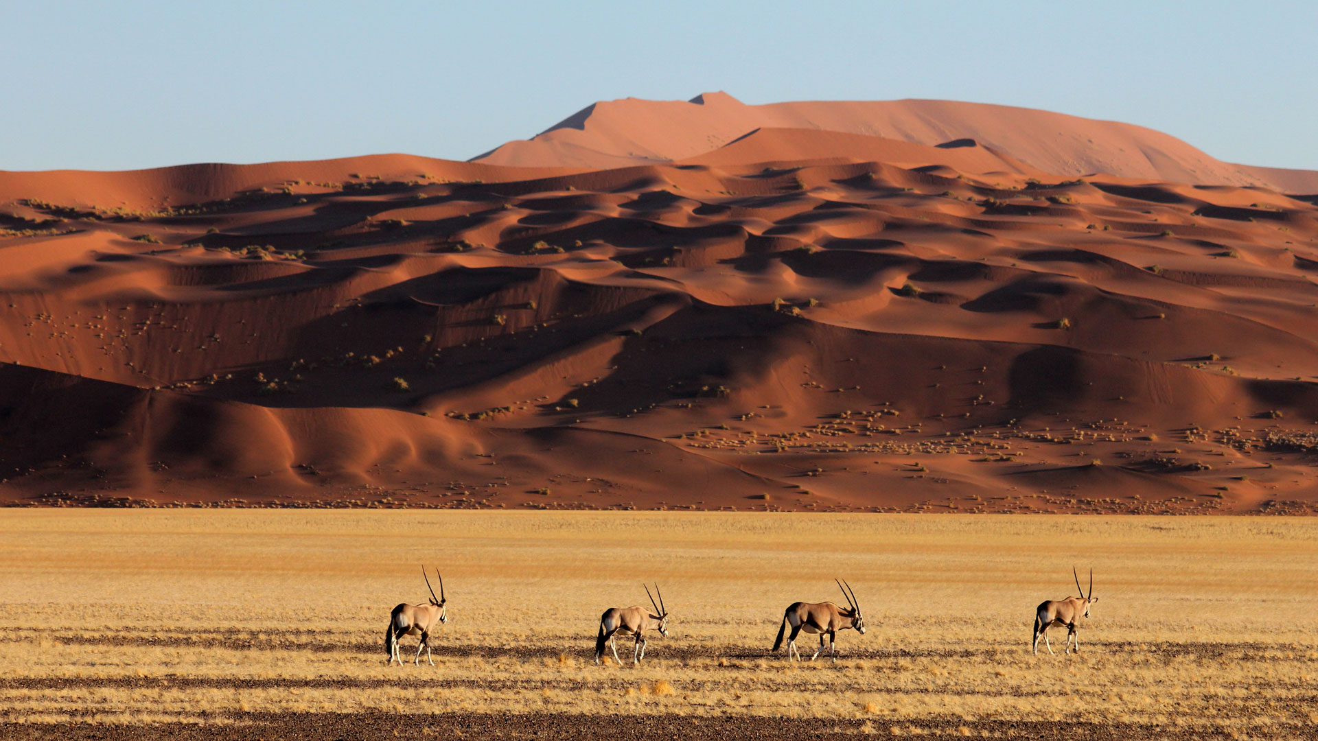 Sossusvlei & Namib Dunes