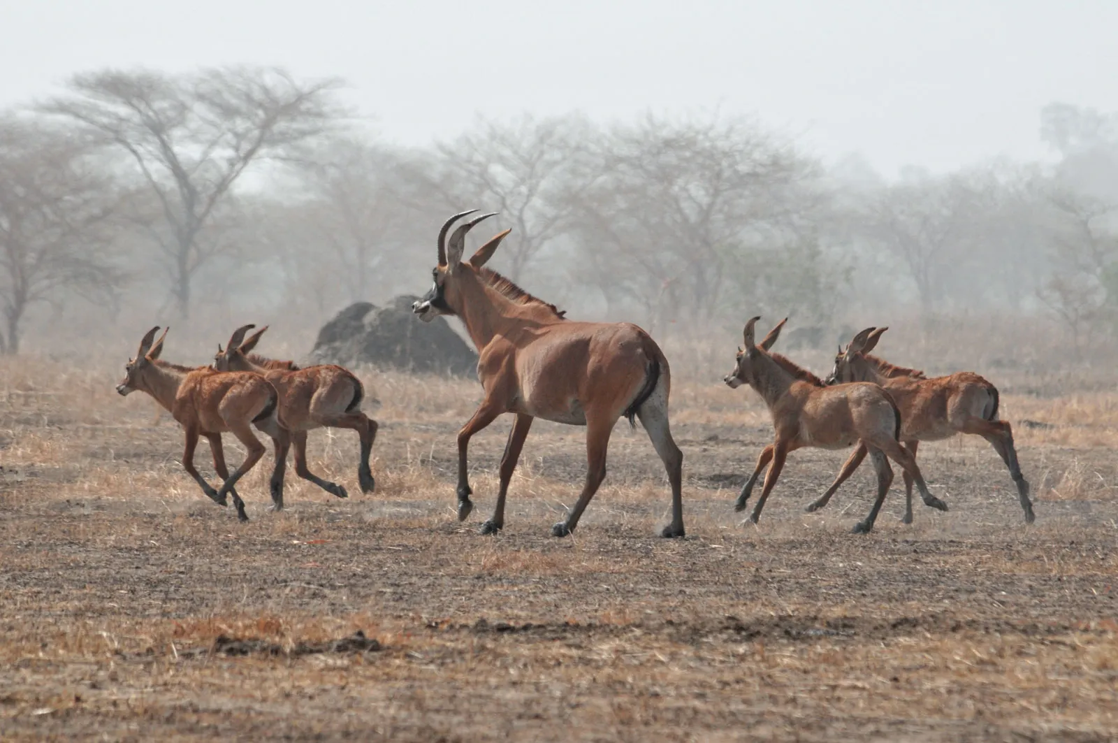 Waza National Park